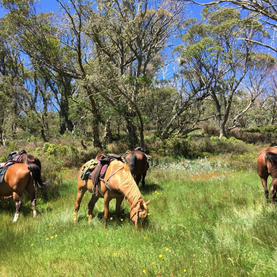 horse tours victoria